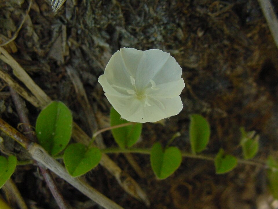 Evolvulus sericeus (silky evolvulus) (alternate view 8)