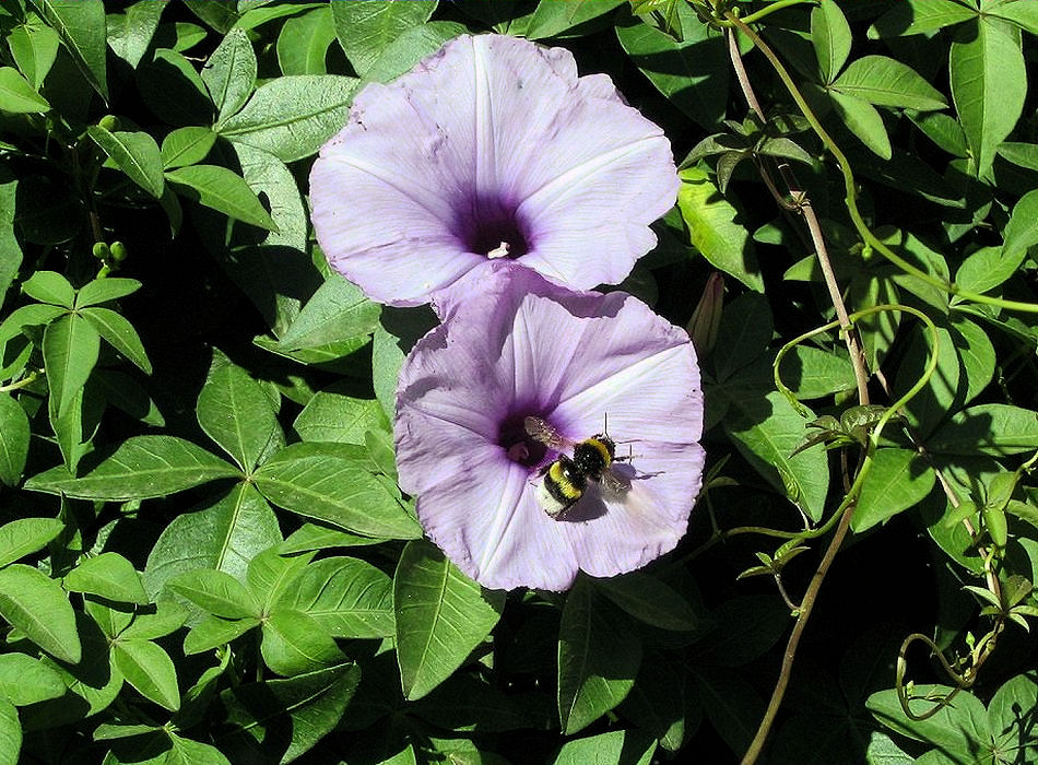 Ipomoea cairica (Mile-a-minute vine)