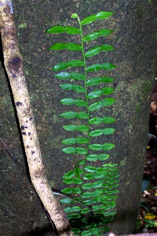 Pothos longipes (candle vine) (alternate view 6)