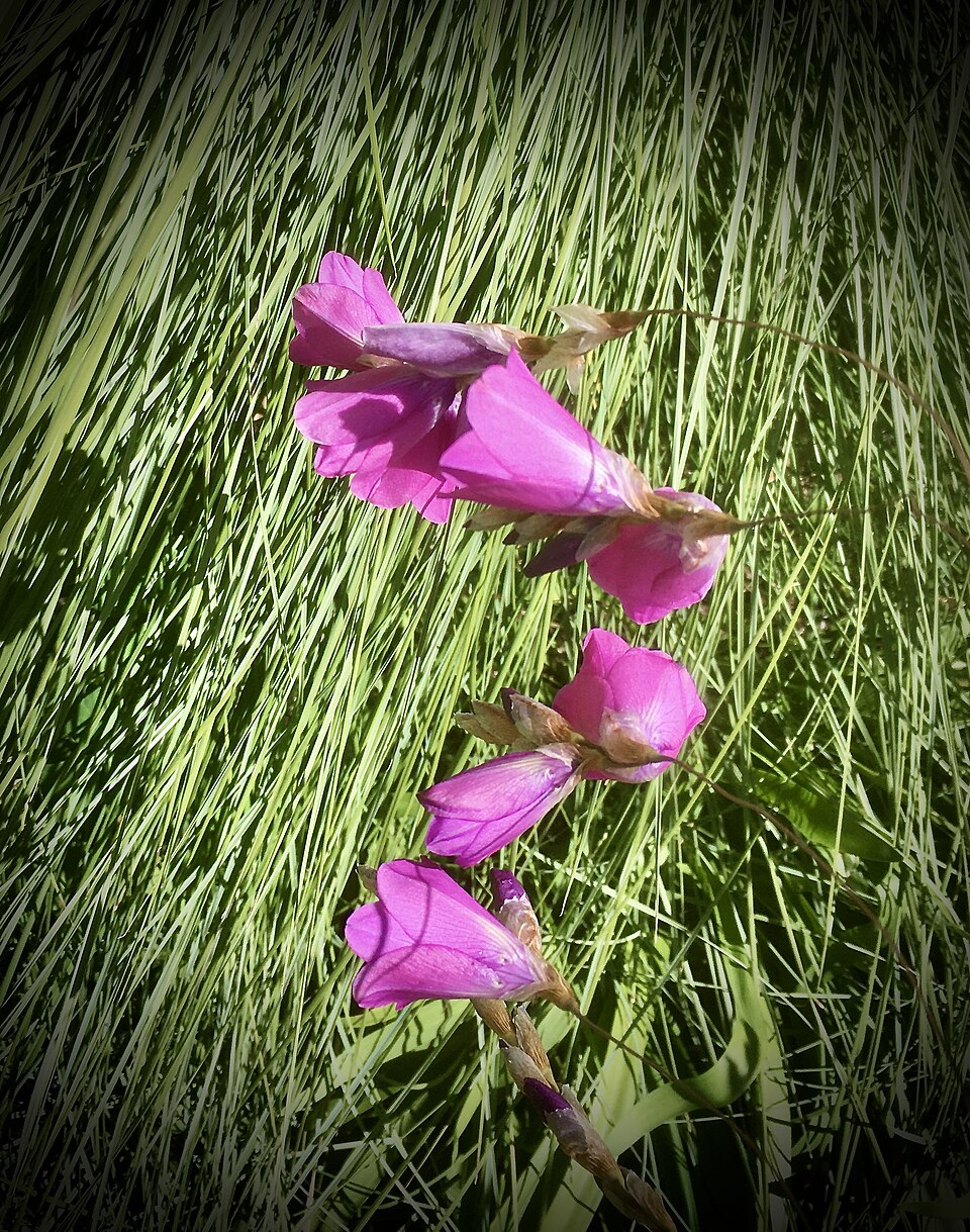 Dierama pulcherrimum (Angel's Fishing Rod) (alternate view 9)