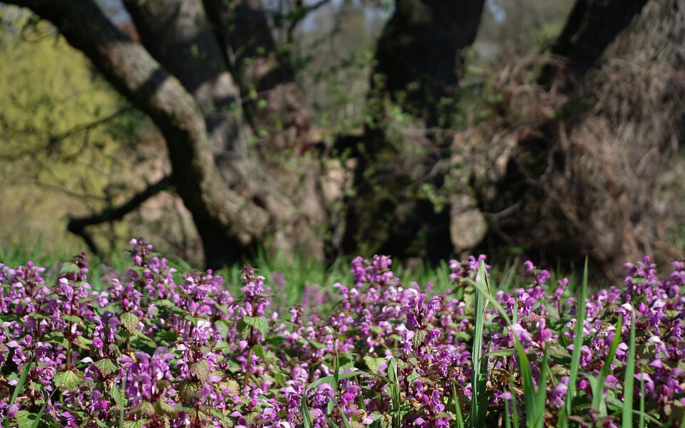 Lamium (deadnettles and archangels) (alternate view 4)