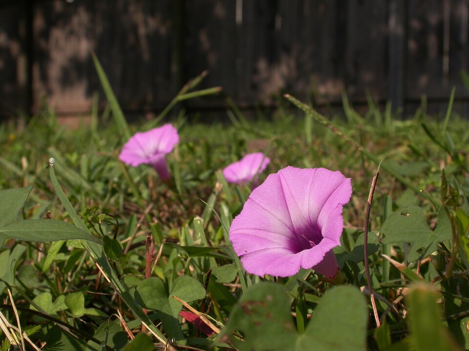 Ipomoea cordatotriloba (Tievine)