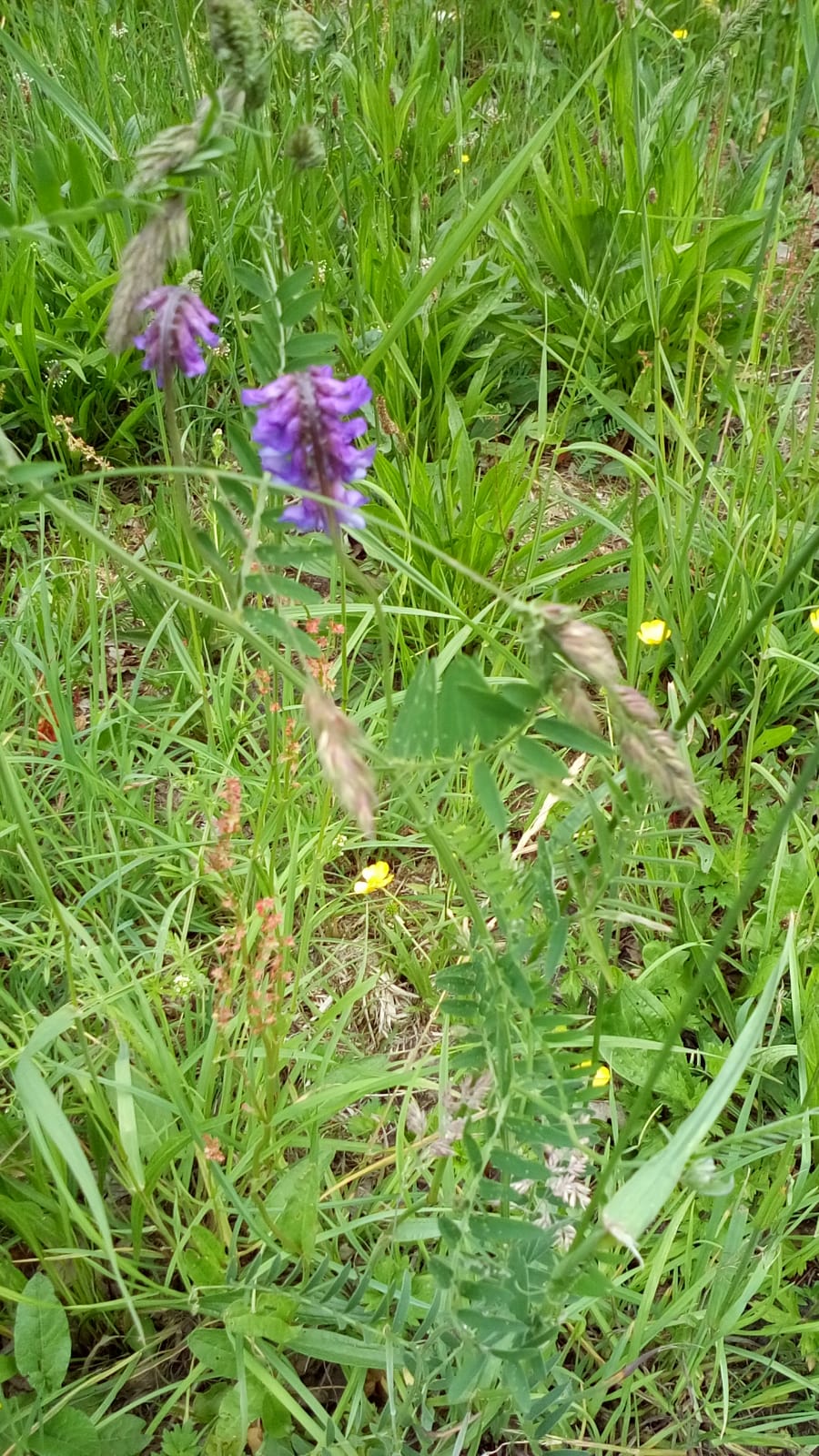 Vicia (Vetches) (alternate view 8)