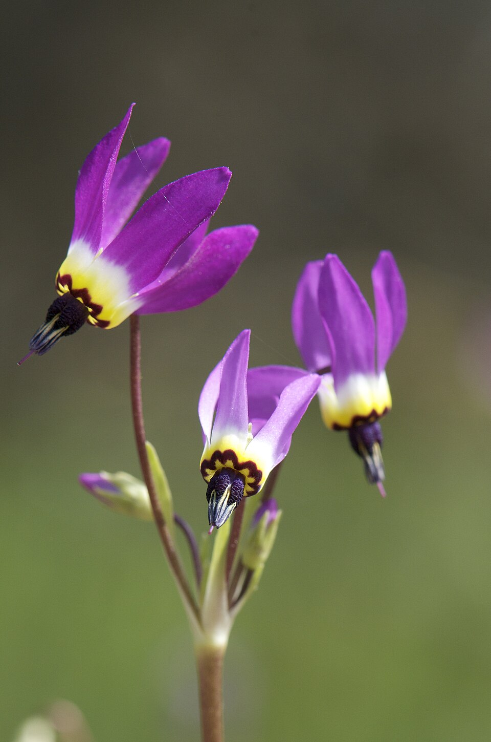 Primula clevelandii (Padre's Shooting Star) (alternate view 10)
