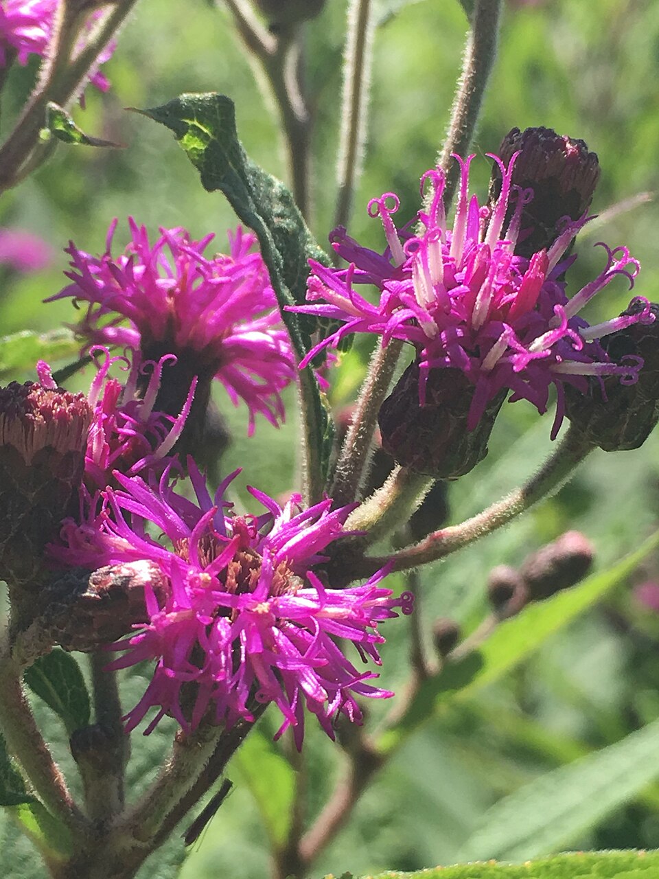 Vernonia missurica (Missouri Ironweed) (alternate view 2)