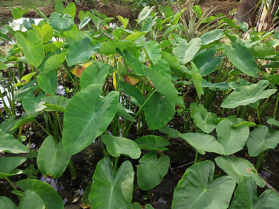 Caladium (Caladium) (alternate view 8)