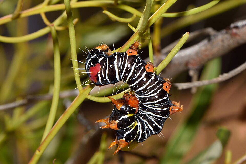 Amyema preissii (wireleaf mistletoe) (alternate view 9)