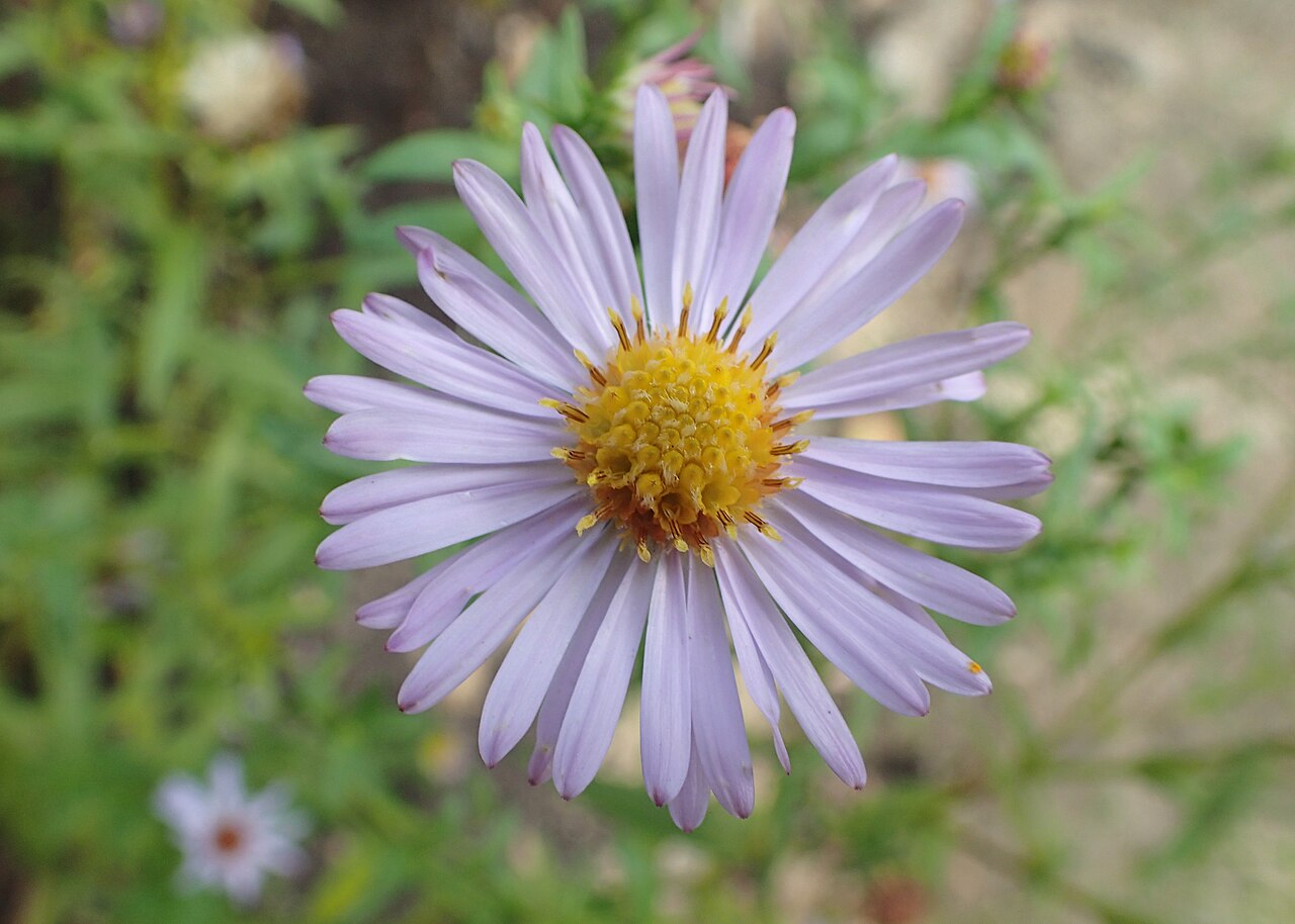 Aster tataricus, Tatarian aster — spreading deciduous (Asteraceae) (image 10 of 10)