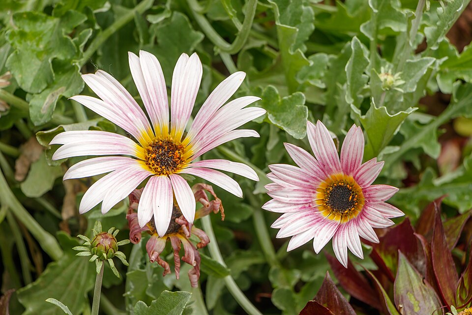 Arctotis (African Daisies) (alternate view 3)