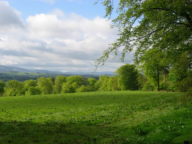 Fagus sylvatica (European beech) (alternate view 8)