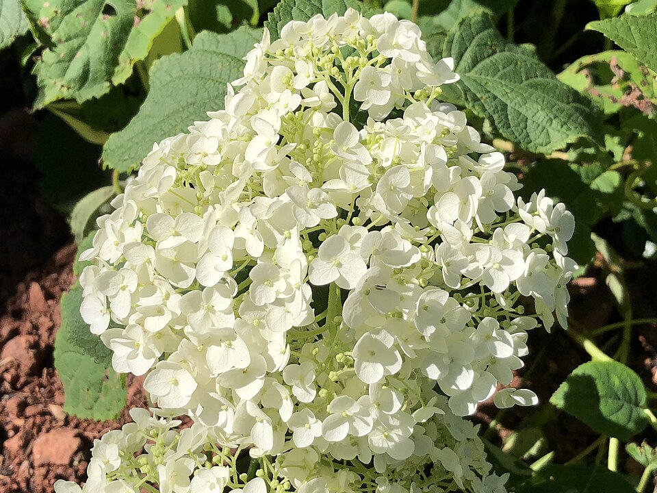 Hydrangea arborescens 'Abetwo' (Incrediball Hydrangea) (alternate view 4)