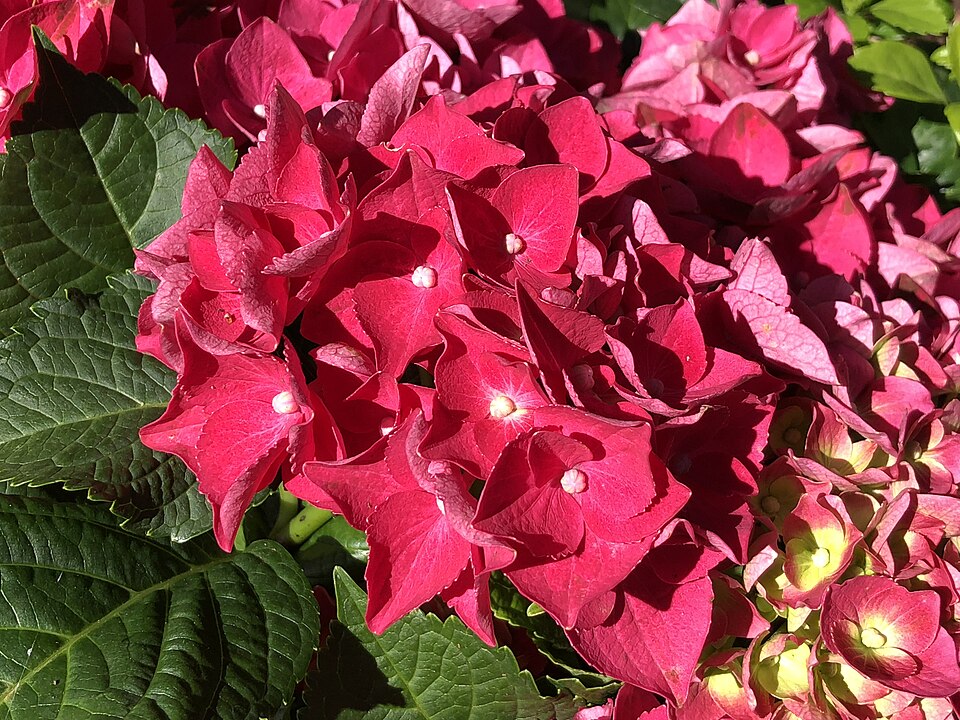 Hydrangea macrophylla 'Merritt's Supreme' (Merritt's Supreme Hydrangea) (alternate view 4)