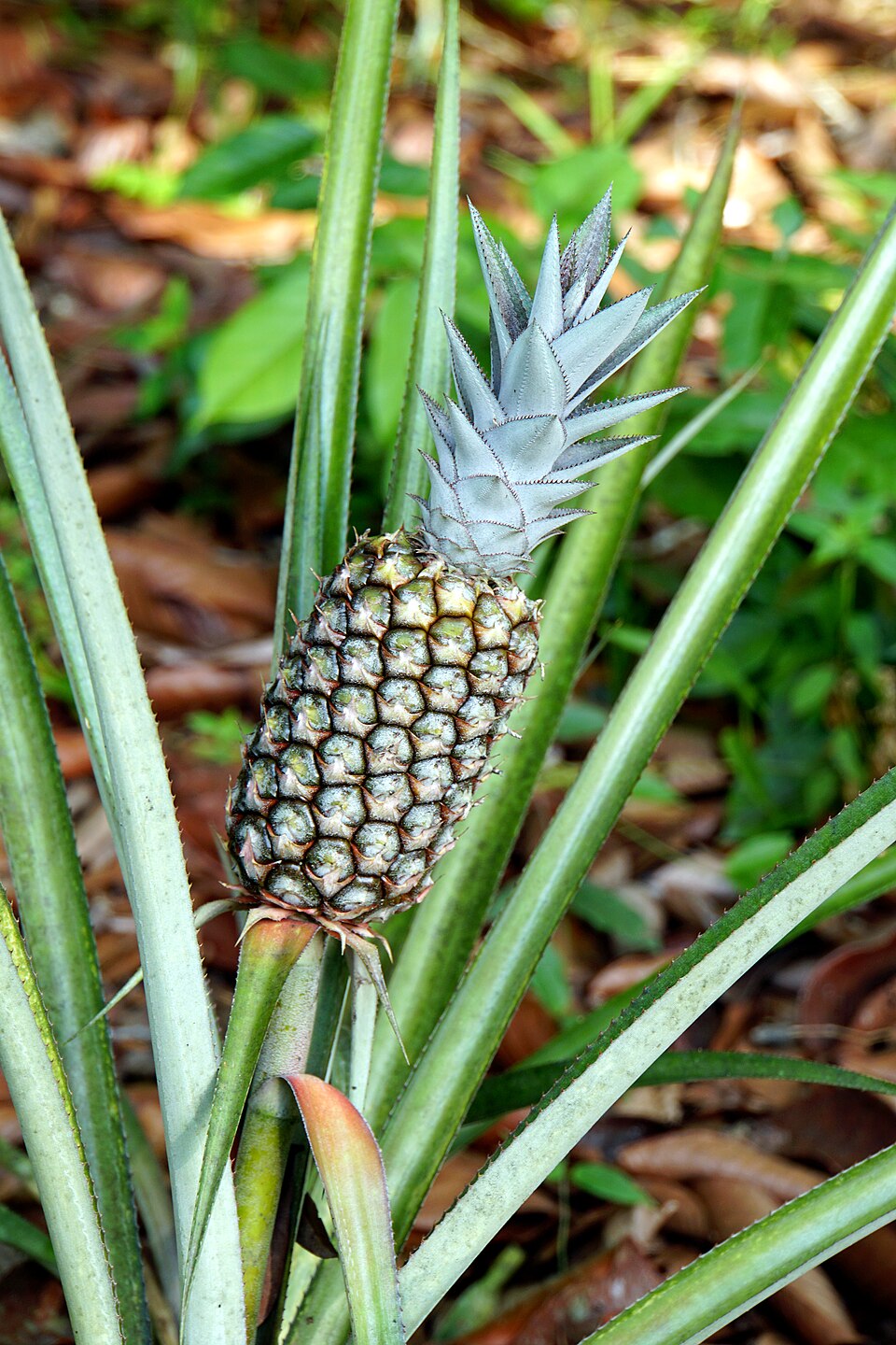 Ananas (alternate view 2)