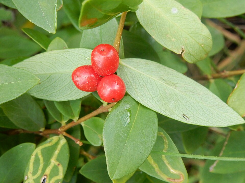 Wikstroemia indica (Bootlace Plant) (alternate view 8)
