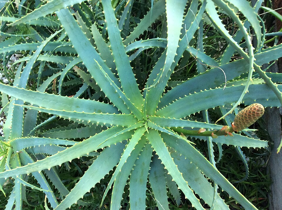 Aloe (Aloes) (alternate view 3)