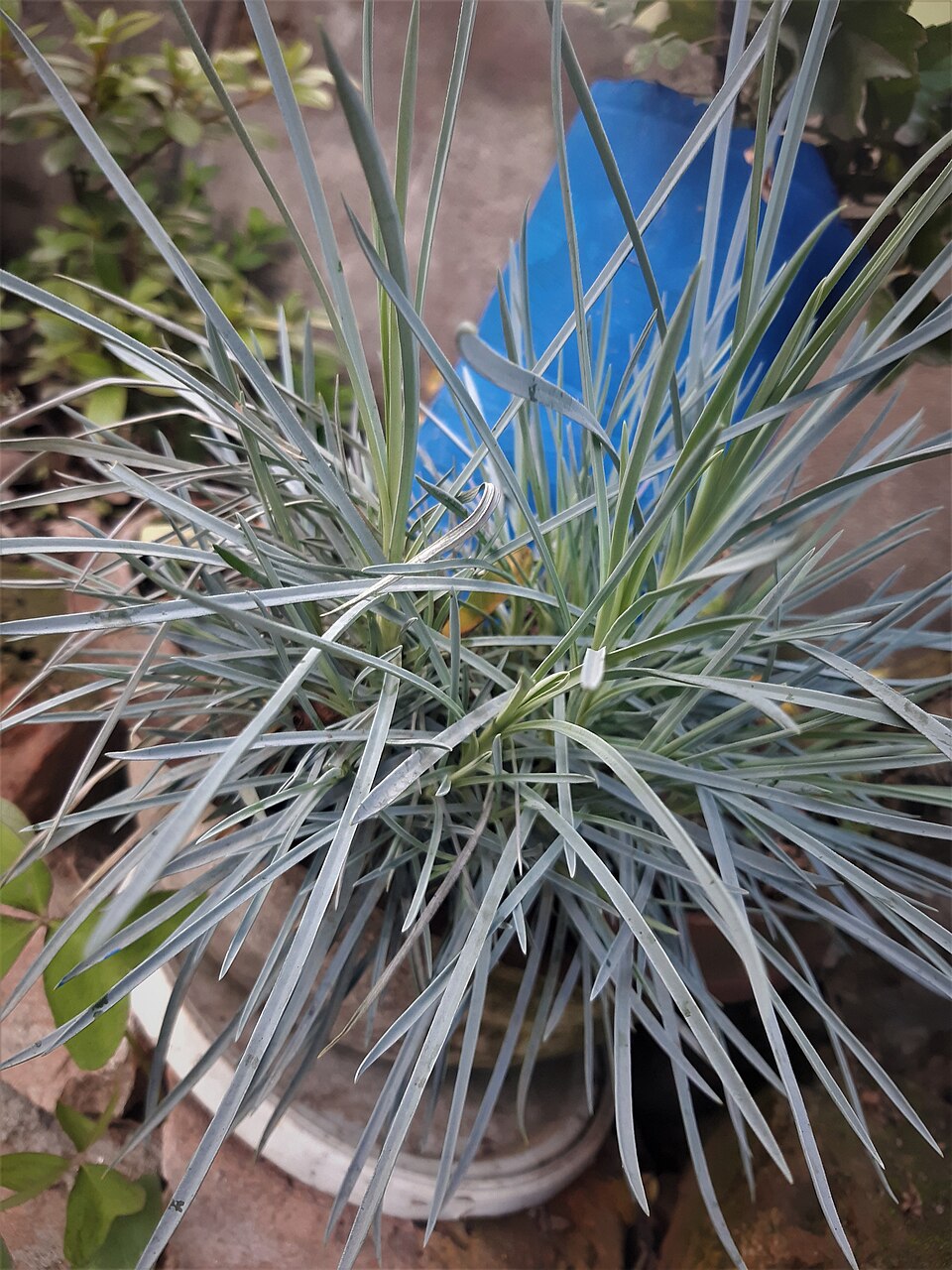 Elymus magellanicus (Magellan Wheatgrass) (alternate view 9)