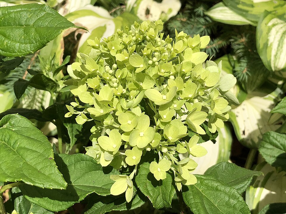 Hydrangea paniculata 'Jane' (Little Lime Hydrangea) (alternate view 2)