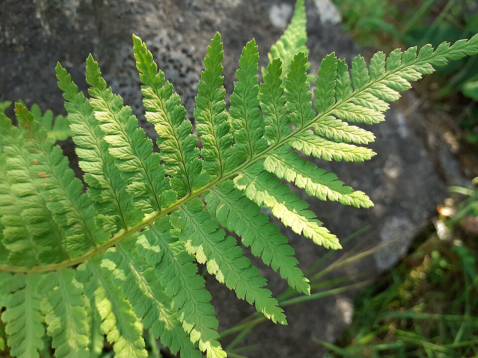 Dryopteris (wood ferns)