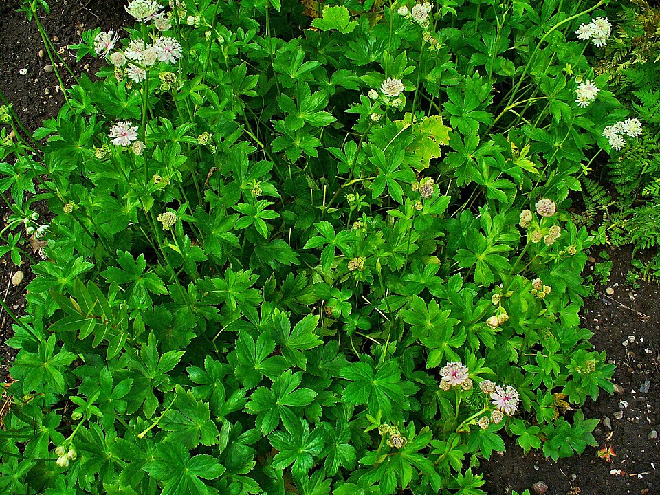 Astrantia major (Great Masterwort) (alternate view 14)