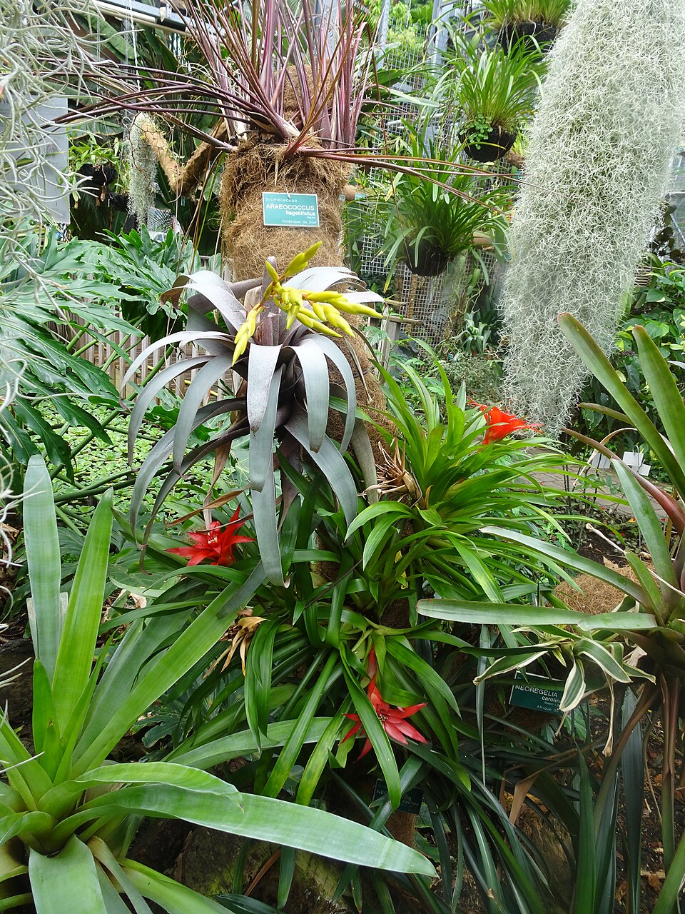 Neoregelia