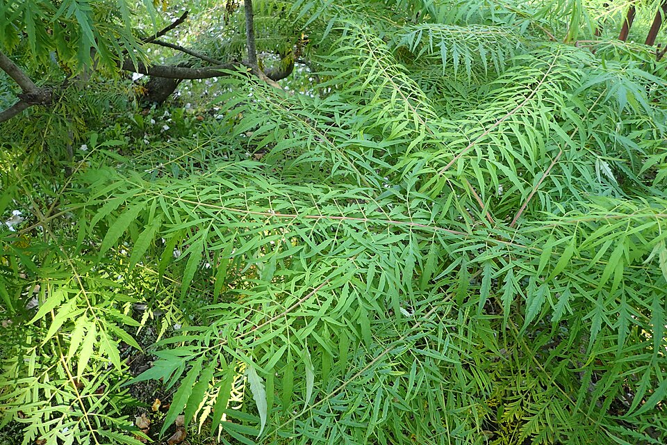 Rhus typhina 'Dissecta' (cutleaf staghorn sumac) (alternate view 3)