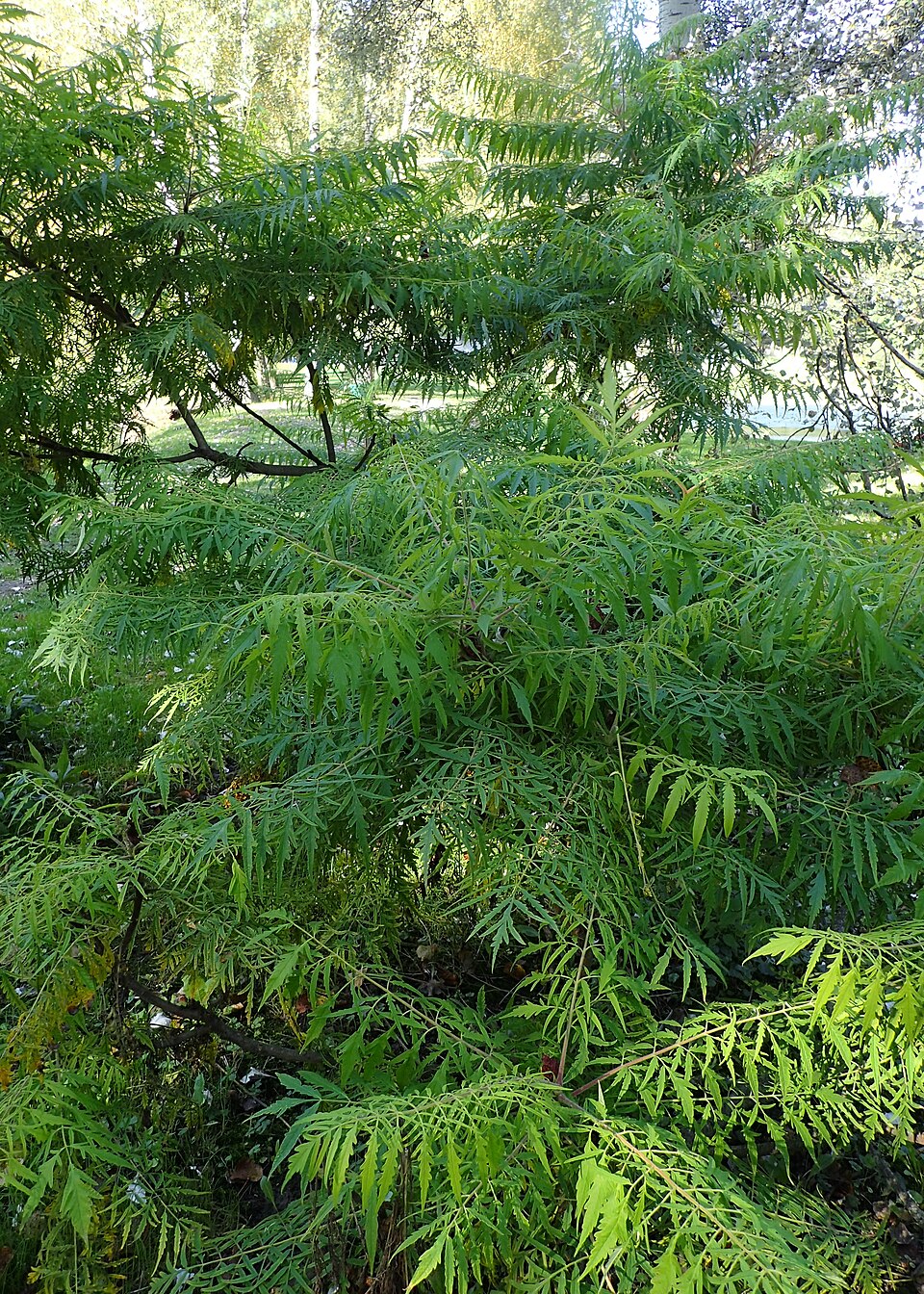 Rhus typhina 'Dissecta' (cutleaf staghorn sumac) (alternate view 4)