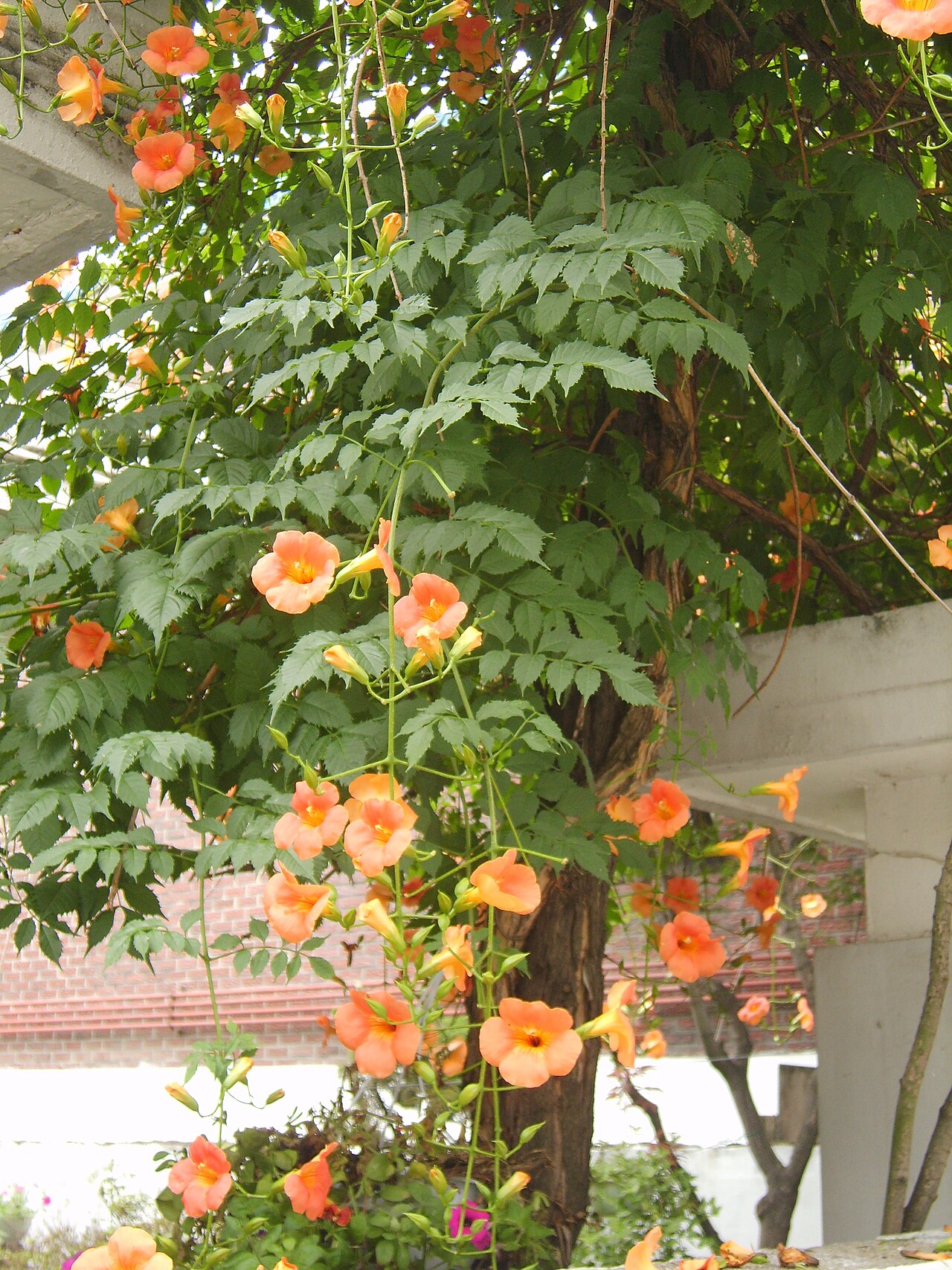 Campsis grandiflora, Chinese trumpet creeper — climbing deciduous (Bignoniaceae) (image 10 of 10)