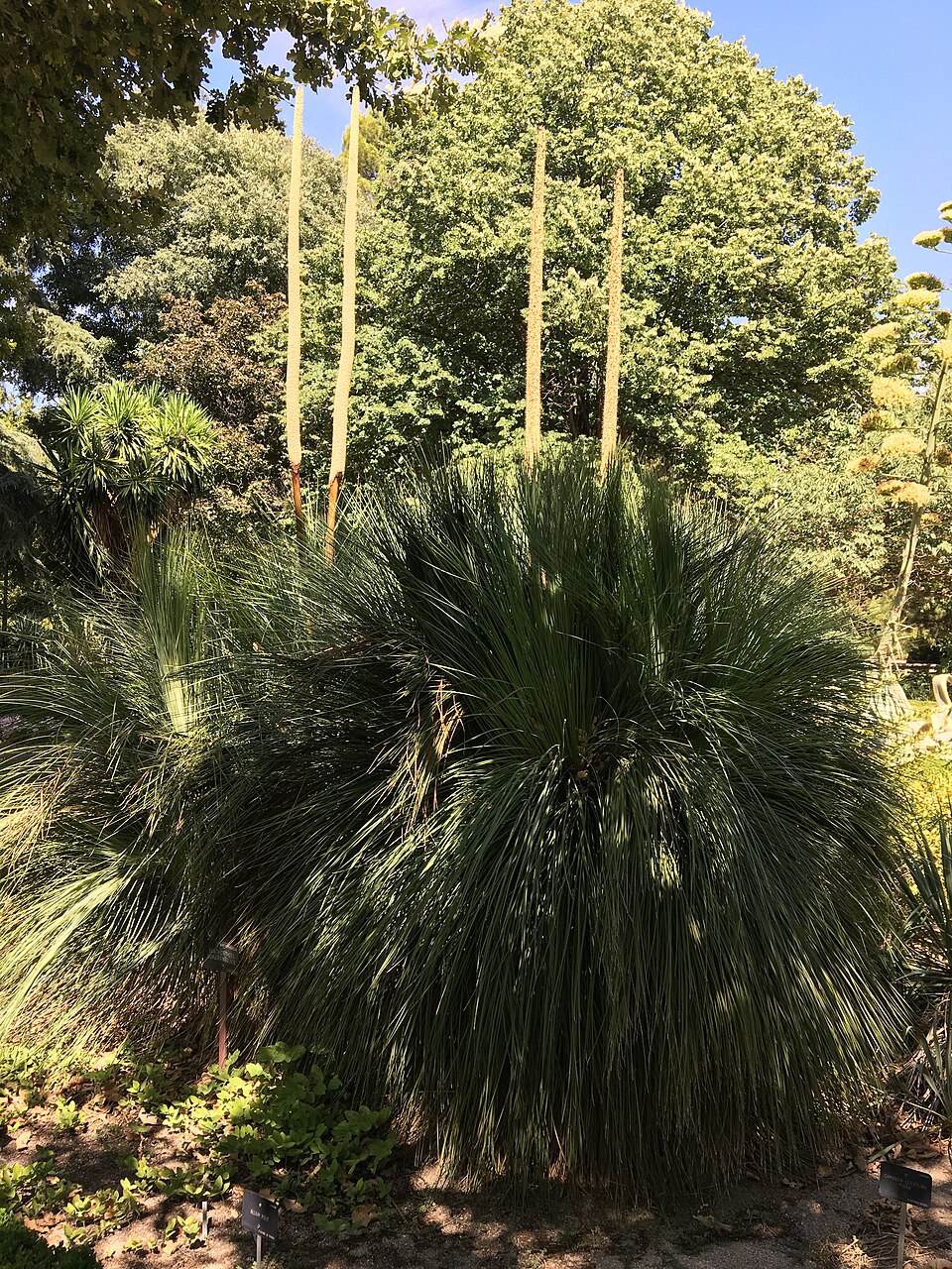 Xanthorrhoea (Grasstrees) (alternate view 4)
