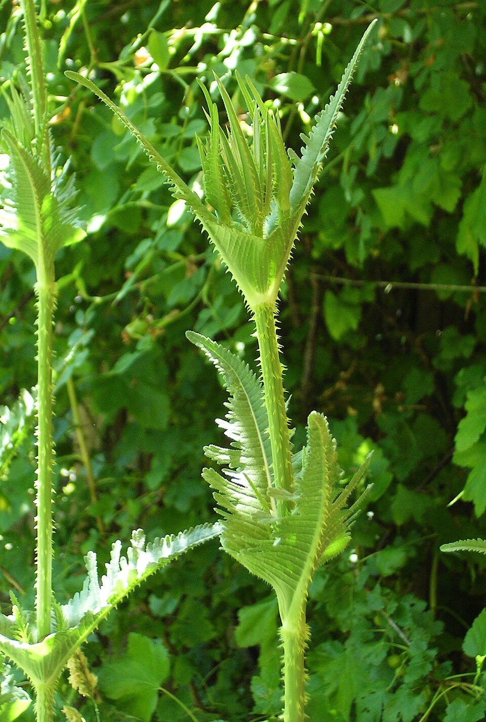 Dipsacus laciniatus (cutleaf teasel) (alternate view 6)