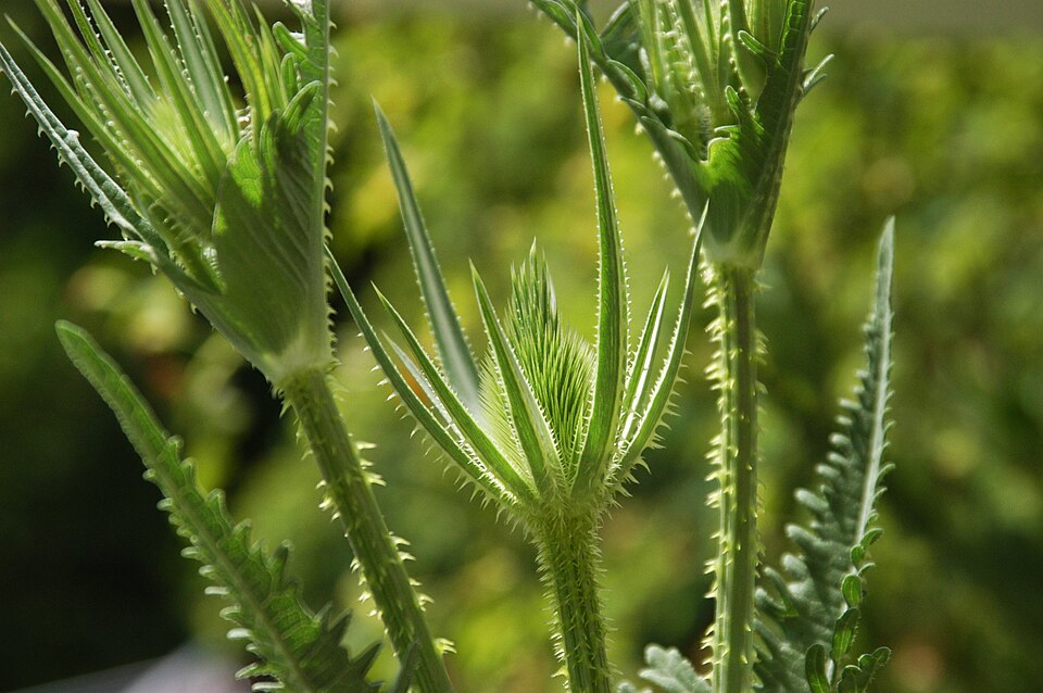 Dipsacus laciniatus (cutleaf teasel) (alternate view 7)