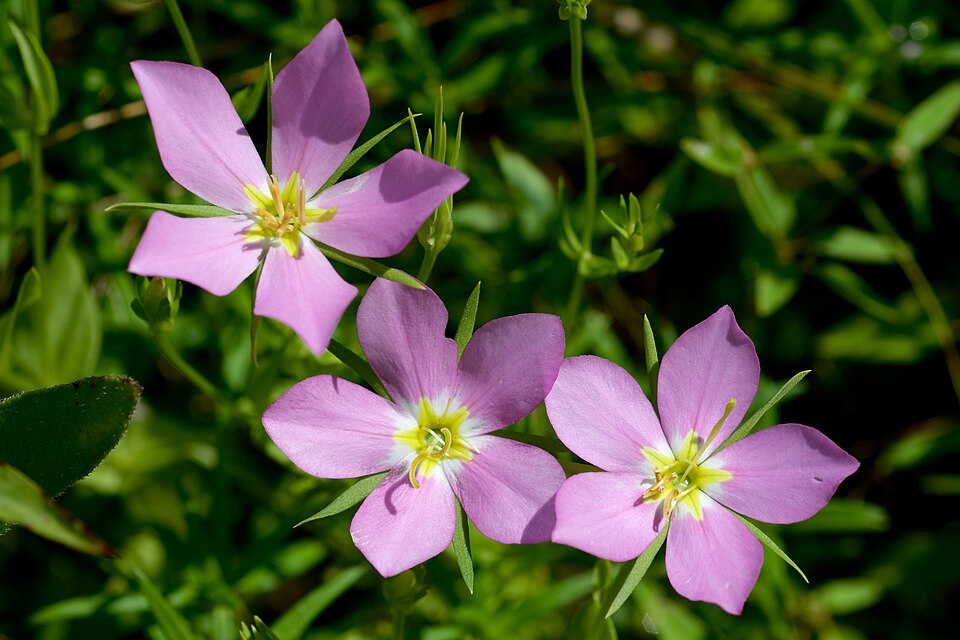 Sabatia campestris (Meadow Pink) (alternate view 4)
