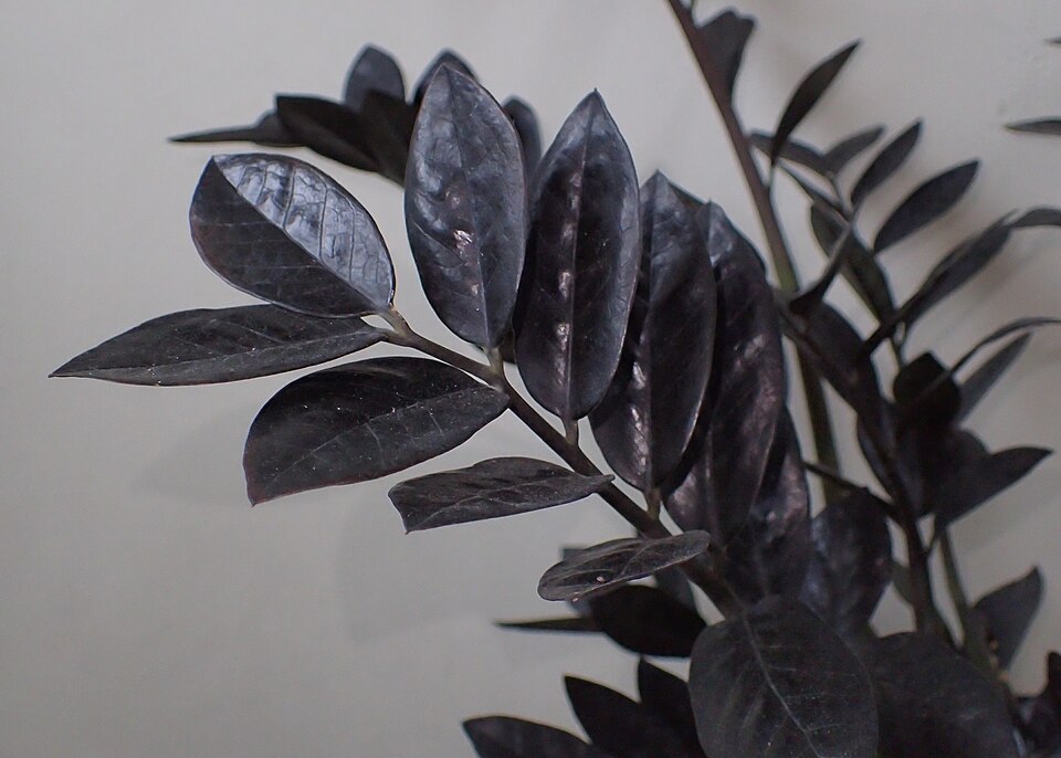 Zamioculcas zamiifolia 'Raven' (Raven ZZ Plant)