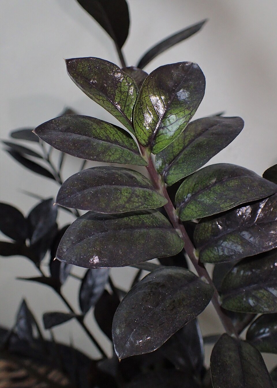 Zamioculcas zamiifolia 'Raven' (Raven ZZ Plant) (alternate view 2)