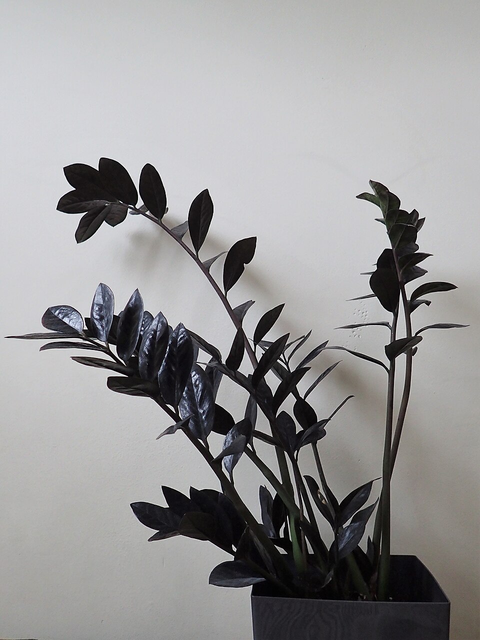Zamioculcas zamiifolia 'Raven' (Raven ZZ Plant) (alternate view 3)