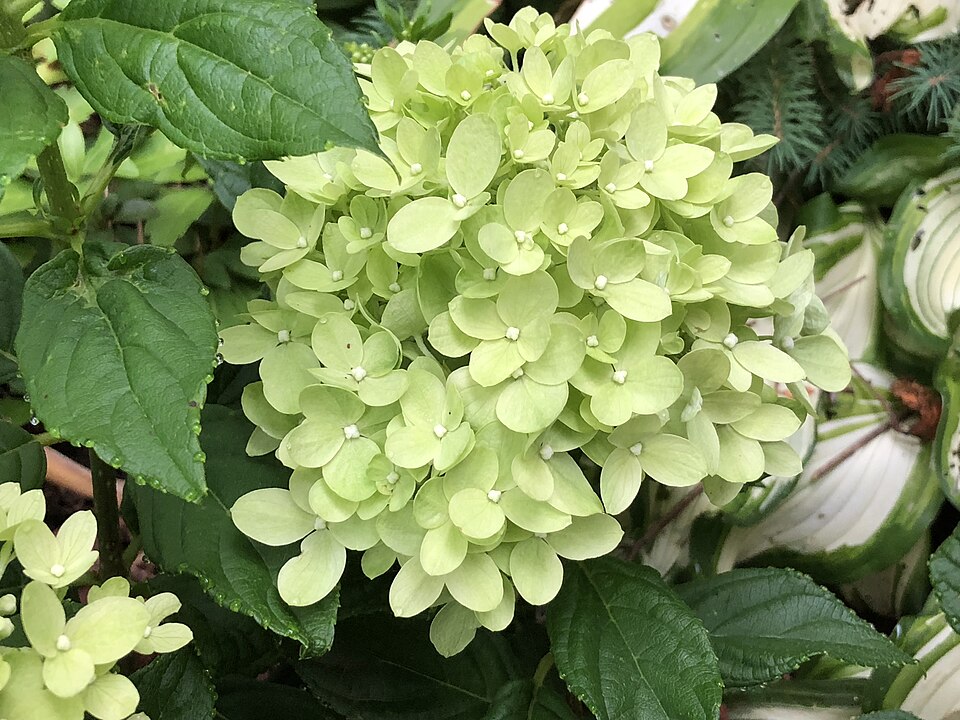 Hydrangea paniculata 'Jane' (Little Lime Hydrangea) (alternate view 3)