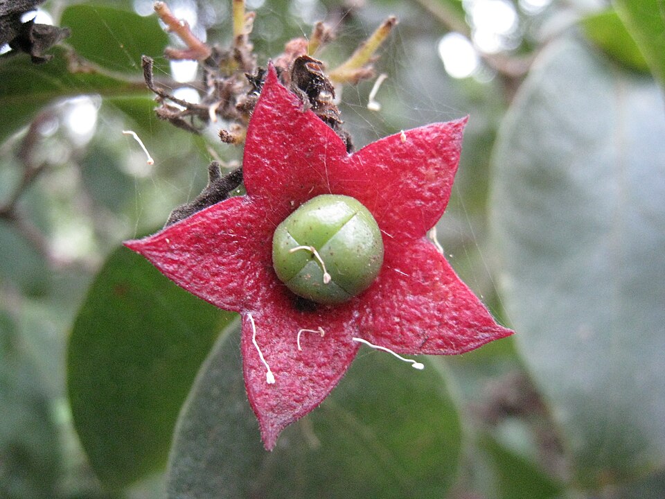 Clerodendrum tomentosum (Downy Chance) (alternate view 2)