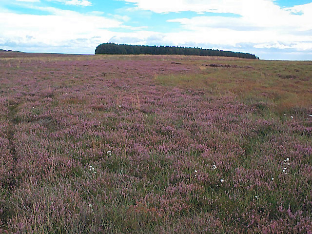 Eriophorum angustifolium (Common Cottongrass)