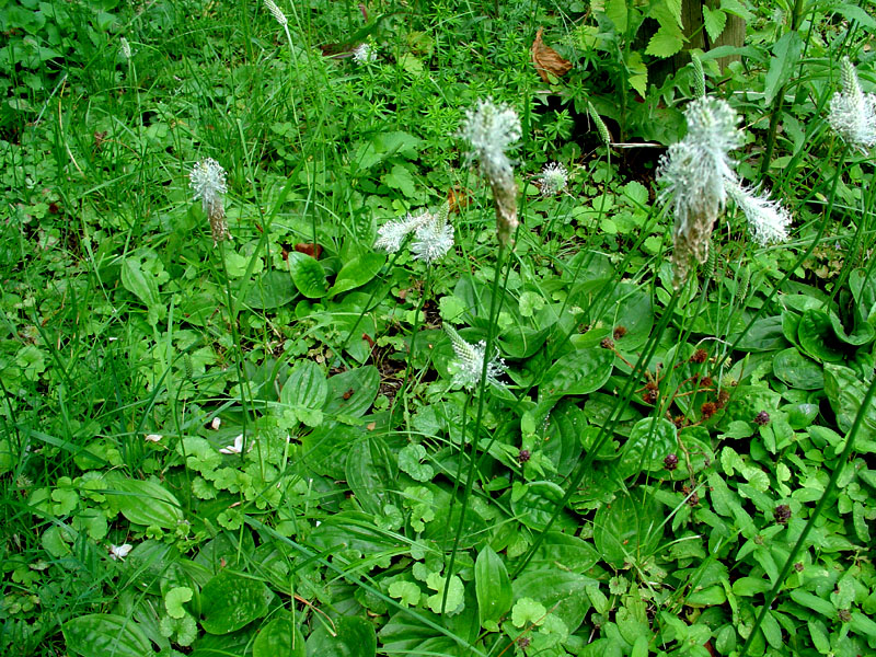 Plantago media (Hoary Plantain)
