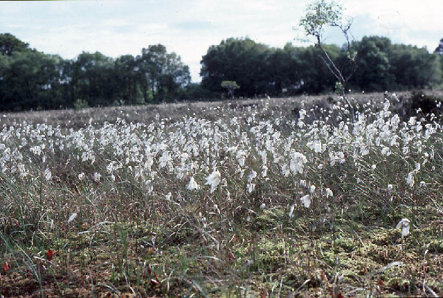 Eriophorum angustifolium (Common Cottongrass)