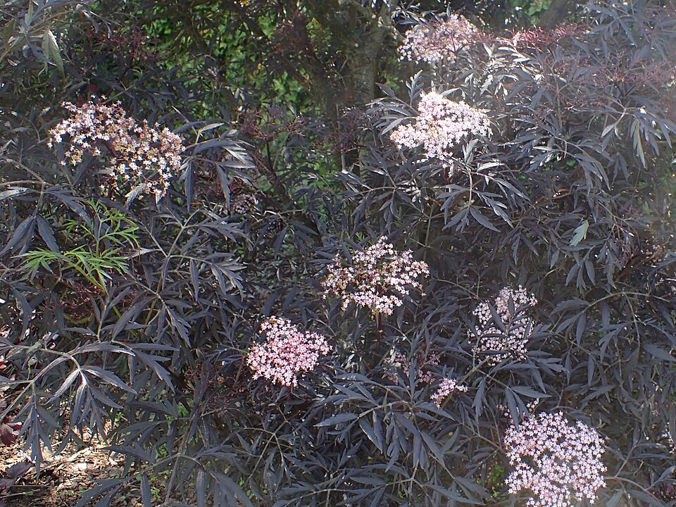 Sambucus nigra 'Eva' (Black Beauty Elderberry) (alternate view 5)