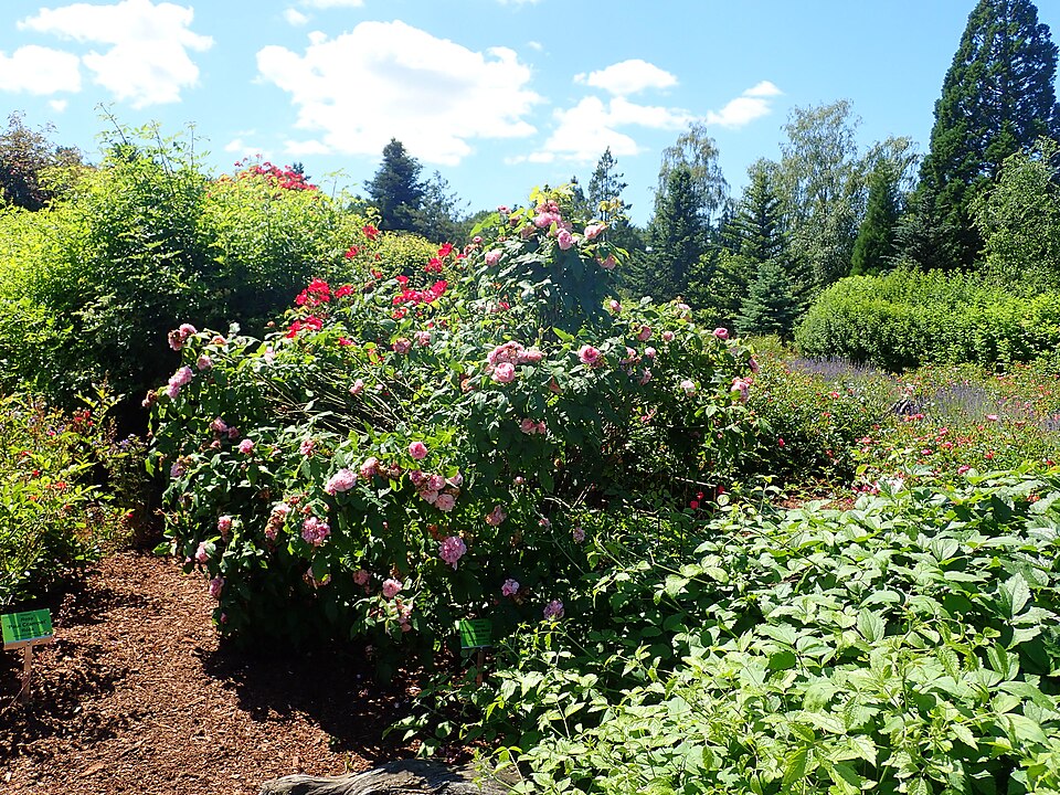 Rosa 'Marchesa Boccella' (Marchesa Boccella Rose) (alternate view 2)