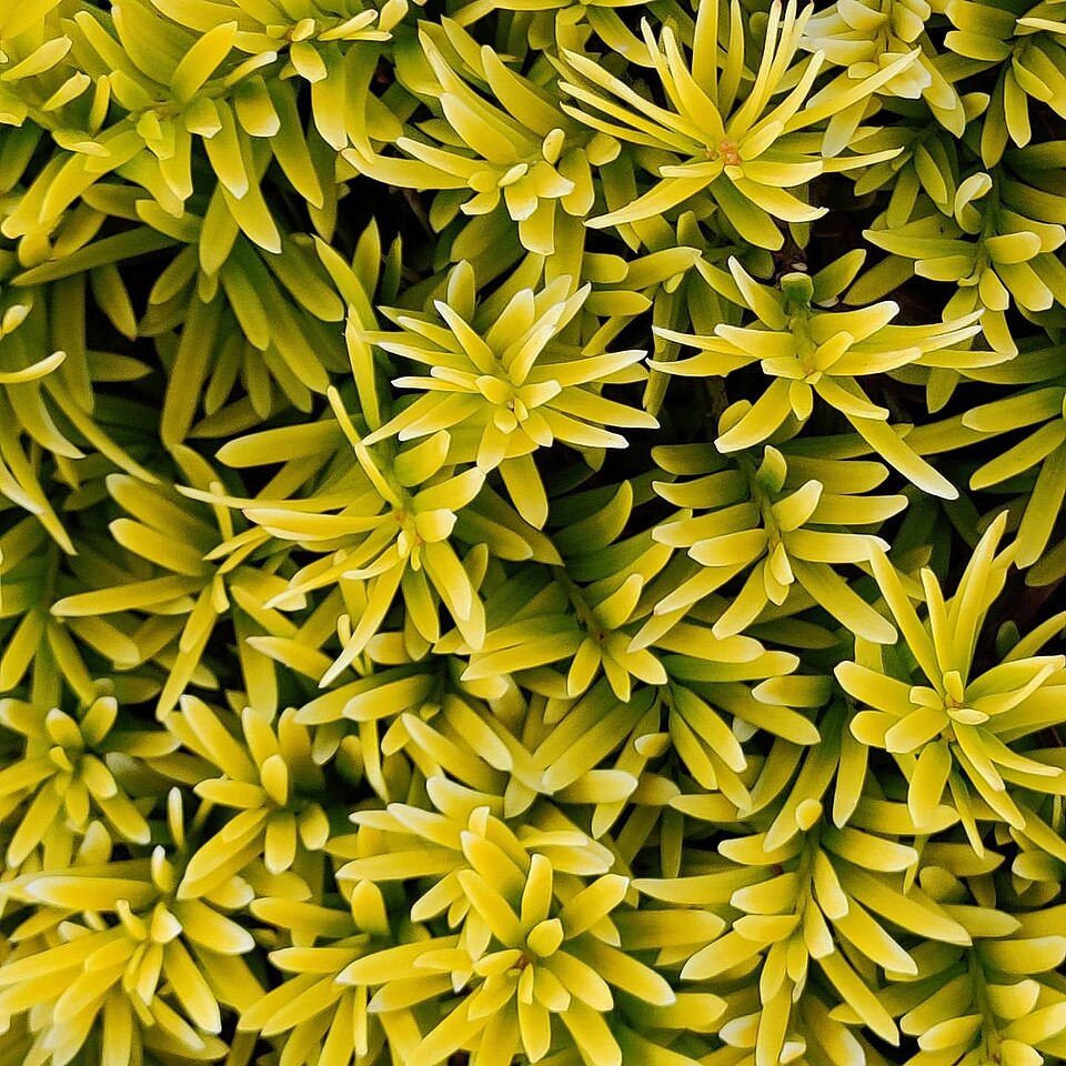Taxus baccata 'Fastigiata Aurea' (Golden Irish Yew) (alternate view 3)