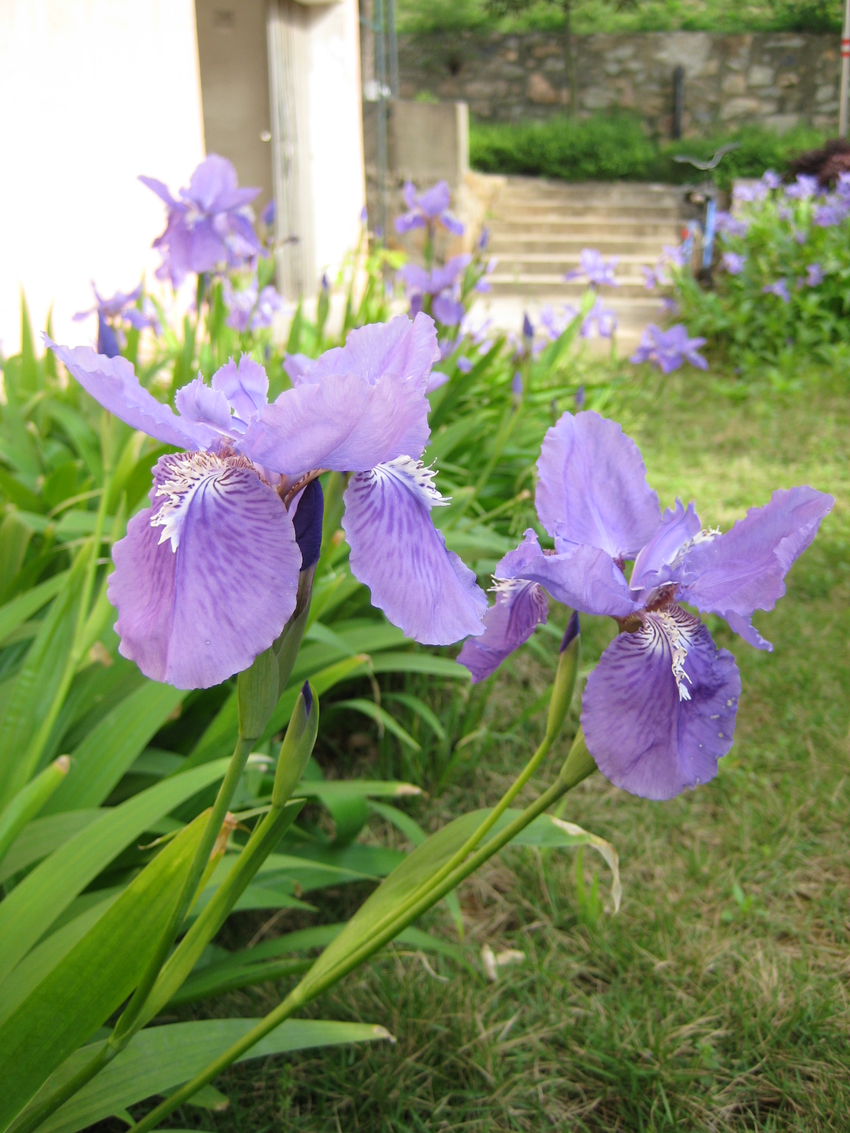Iris tectorum, Japanese roof iris — clumping deciduous (Iridaceae) (image 6 of 10)