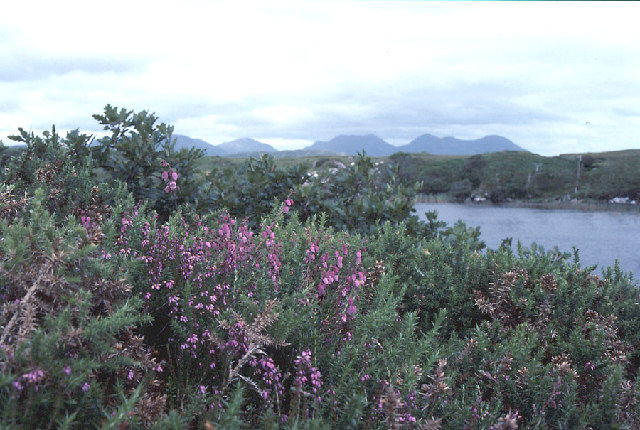 Daboecia cantabrica (Irish Heath) (alternate view 12)