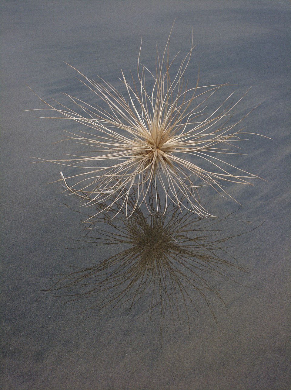 Spinifex sericeus (Beach Spinifex) (alternate view 6)