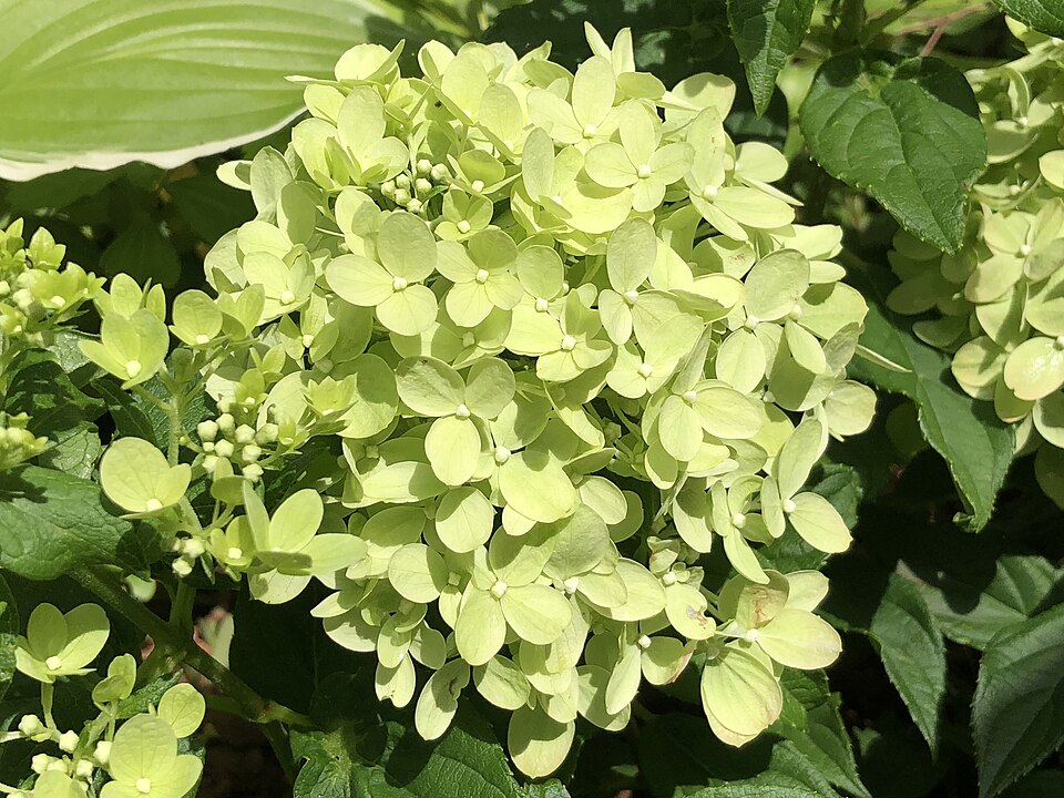 Hydrangea paniculata 'Jane' (Little Lime Hydrangea) (alternate view 4)