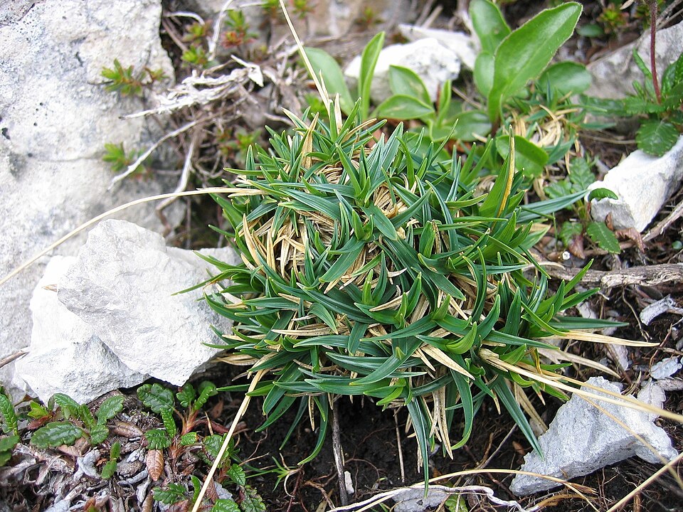 Carex firma (firm sedge) (alternate view 7)