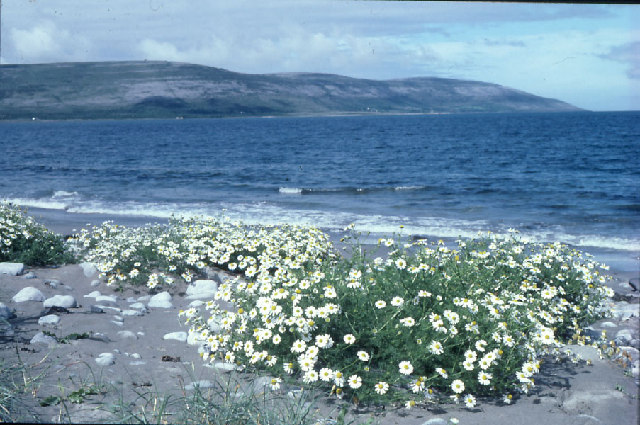 Tripleurospermum maritimum (Sea Mayweed)