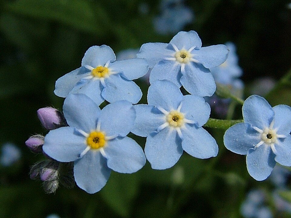 Myosotis (Forget-me-nots) (alternate view 7)
