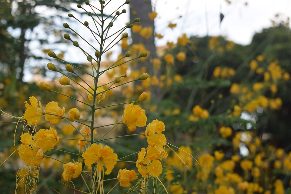 Caesalpinia (alternate view 4)